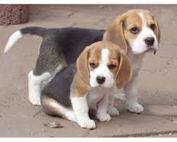 Gratis Lindos machos e fêmeas Beagle cachorros Cachorro para realojamento.