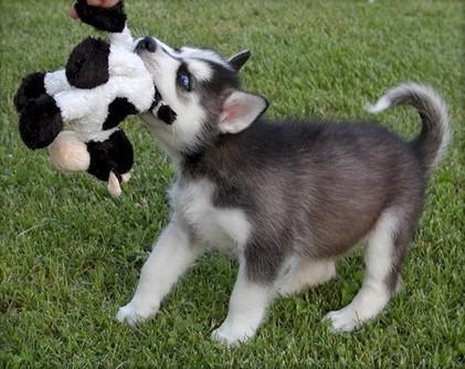 Cachorro De Husky Siberiano