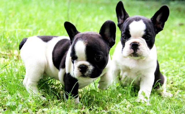 Cachorro De Buldogue Francês