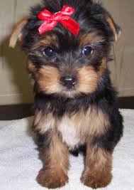 Cachorro Yorkshire Terrier para venda