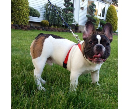 Akc Beautiful-macho-francês-bulldog para venda