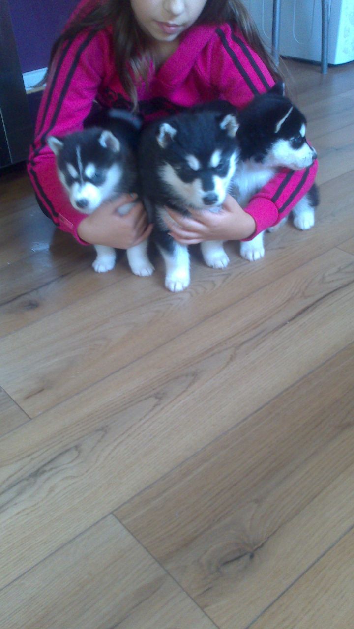 Encantadores Cachorro Husky Siberiano para venda