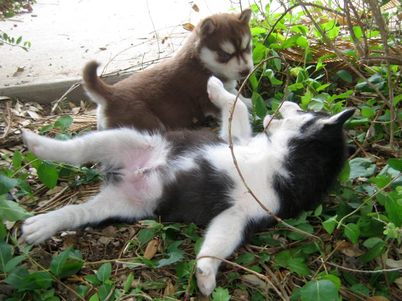 Cachorros Siberiano Husky Listo Para Su Adopción