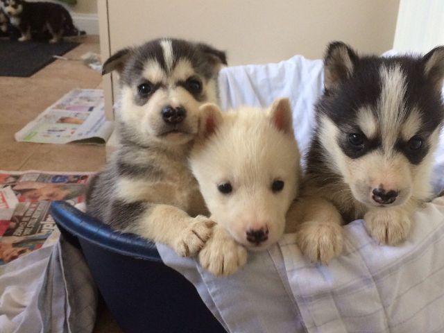 Cachorro Husky Siberiano para venda