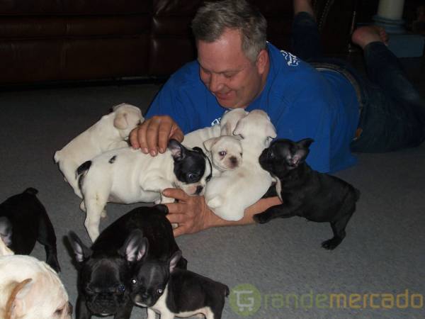 Gratis Dez Cachorro bouldogue Francês para o presente  