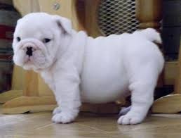 Pequeno adorável Mini Bulldog Inglês para adopção