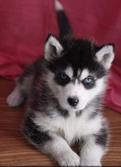 Masculino cachorro Siberian Husky bonito e encantador para adoção a qualquer casa amor.