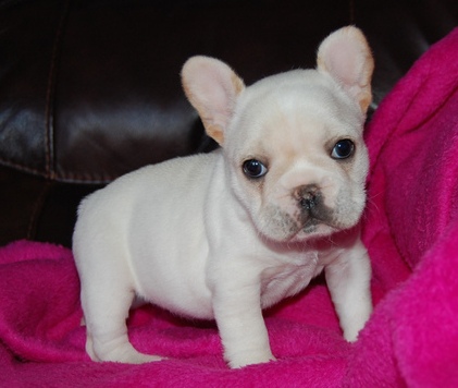 Cachorro buldogue francês para ir