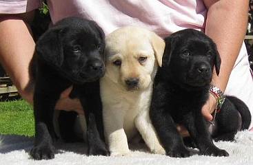 Labrador Retriever