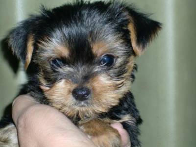 Yorkshire terrier