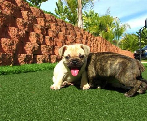 Cachorro DE BULLDOG FRANCÊS DESLUMBRANTE PARA REALOJAMENTO