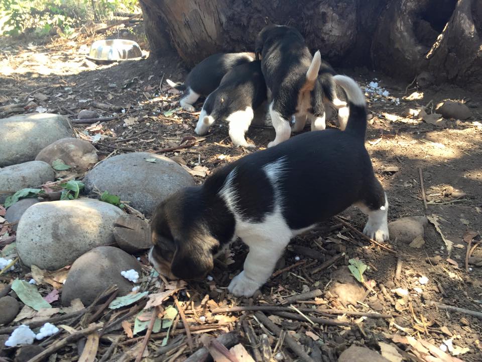 3 Filhotes beagle