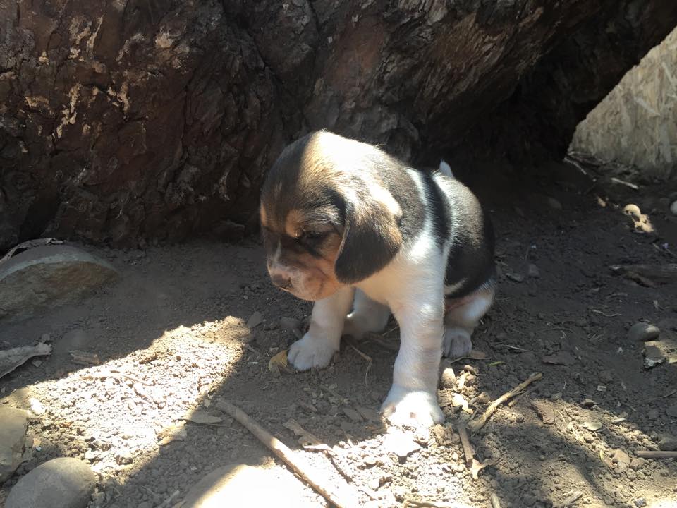 Beagles com 1,5 meses