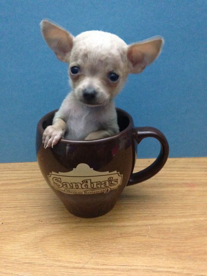 chihuahua teacup para venda