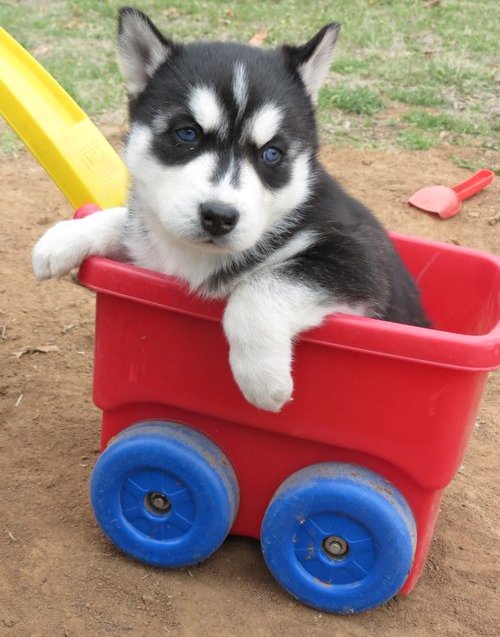 Cachorro husky siberiano prontos para qualquer boa casa e cuidar.