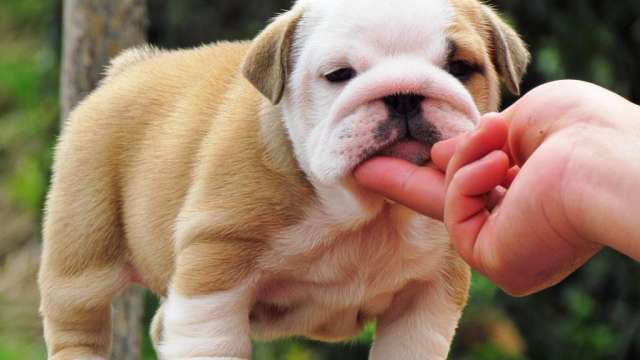 Bulldog inglês maravilhosos.