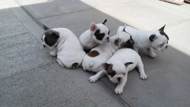 Preciosos Cachorro bulldog francês