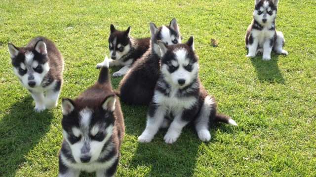 Olhos azuis husky siberiano