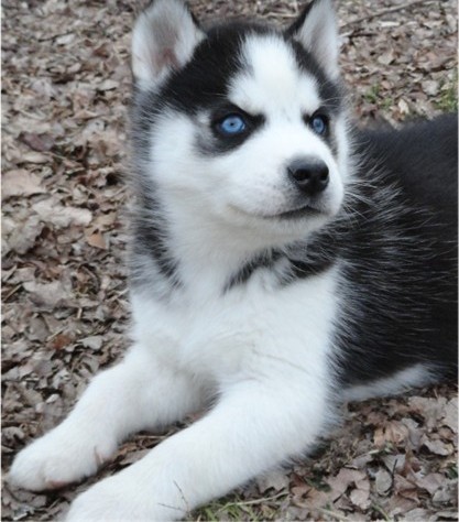 lindos Cachorro husky siberiano machos e fêmeas 