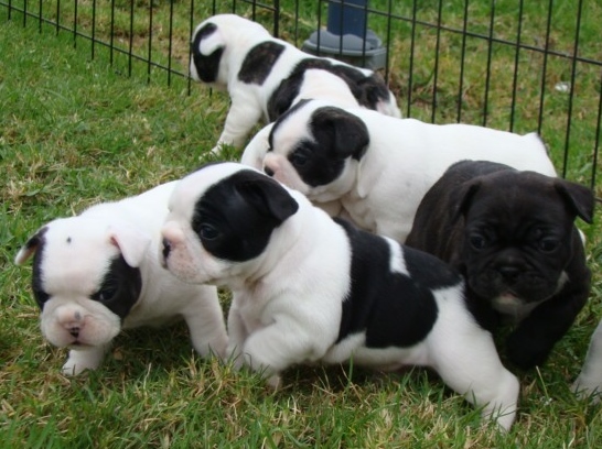  Cachorro buldogue francês