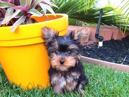 Tenho para entrega imediata um macho e uma fêmea de Yorkshire Terrier