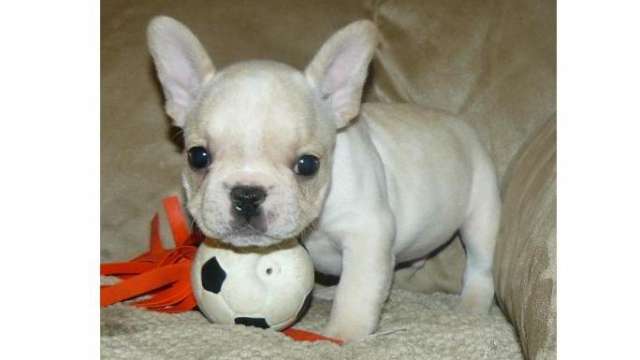 cachorros bulldog frances