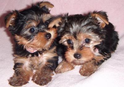 Adorable Puppies Teacup Yorkie prontos para adoção.