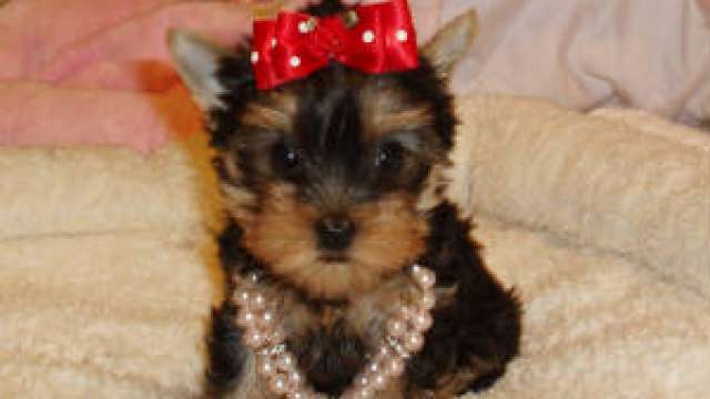 Cachorro yorkie fêmea para adoção