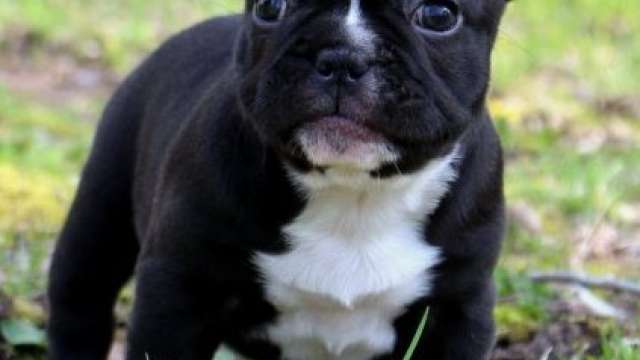 cachorro de cachorro macho bulldog francês para adoção.