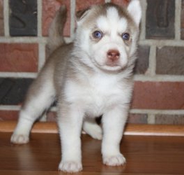 Cachorro husky siberiano