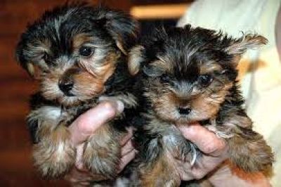 Boa aparência yorkie cachorros para adoção 