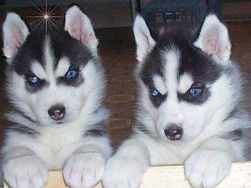 Cachorro macho e fêmea Husky siberiano para adoção