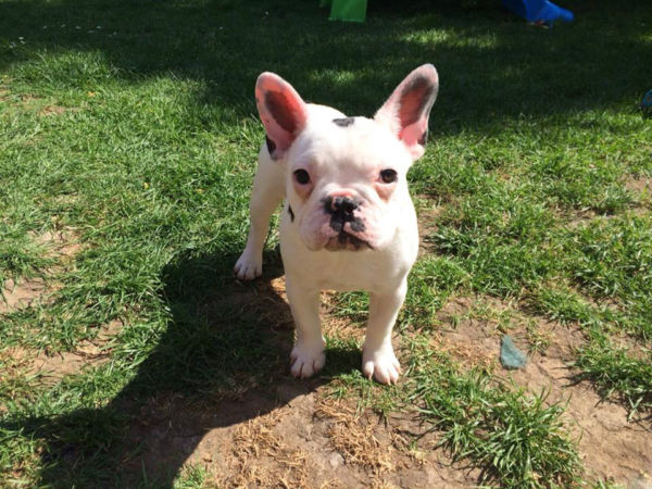 excelente masculino e feminino francês buldogue cachorros