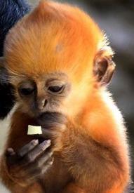   Baby Langur Monkeys For Adoption