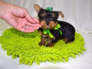 Cachorro Teacup Yorkie para a venda