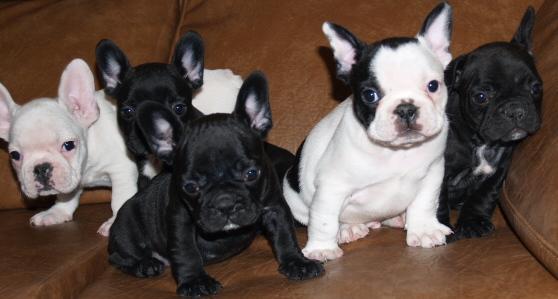 Lindos Cachorro Bulldog francês para adopção