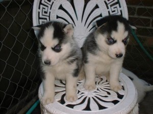 Lindos Cachorro Siberian Husky