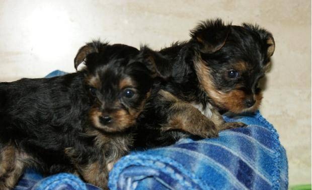 YORKSHIRE TERRIER Cachorro