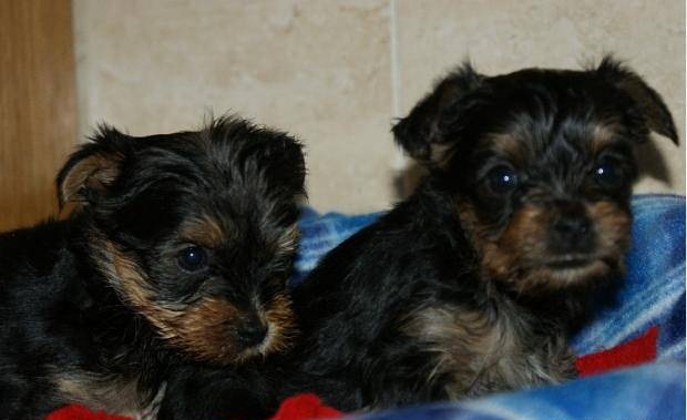 YORKSHIRE TERRIER Cachorro