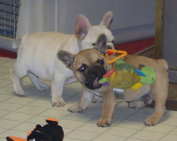 Cachorro bulldog francês para venda