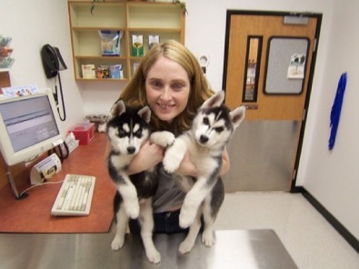 Dois Cachorro de cachorro husky siberiano querer olhar para um novo lar.