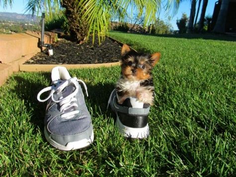 Copo de Chá Yorkie cachorros disponíveis