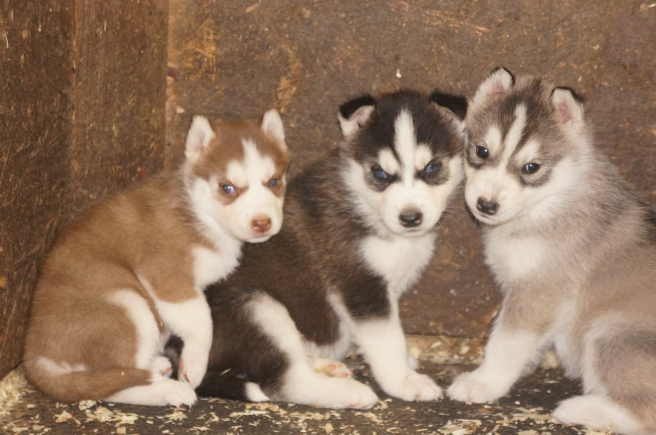 Lindos Cachorro de husky siberiano