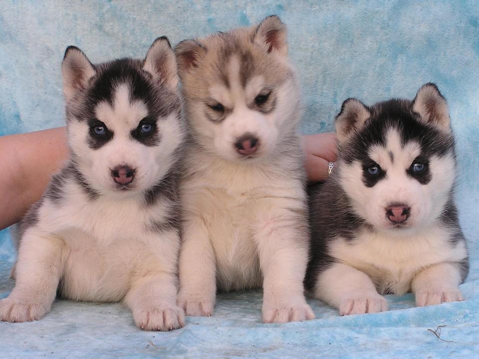 Macho e fêmea Cachorro Siberian Husky