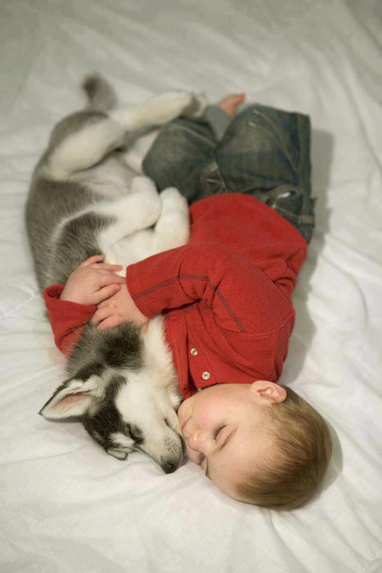 Olhos azuis Cachorro husky siberiano para venda