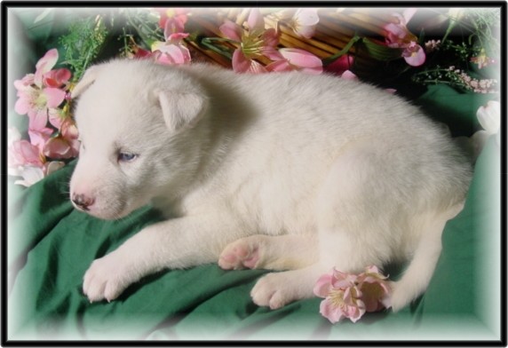 Par de brancos Cachorro husky siberiano com olhos azuis