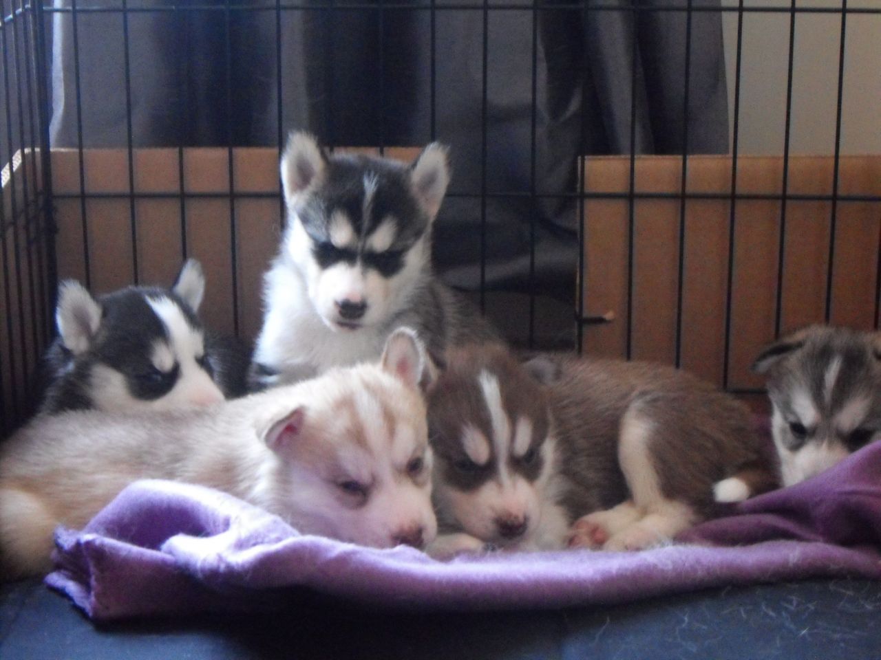 Cachorro de Husky siberiano ainda à procura de suas casas