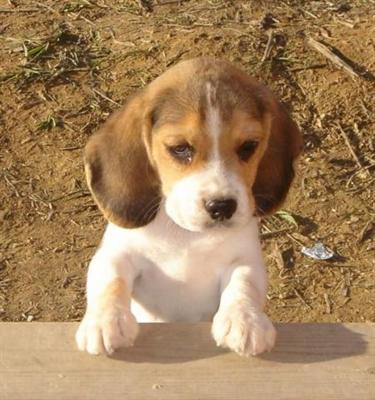 Beagle