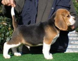 Beagle