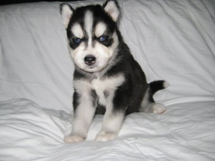 Cachorro de Husky siberiano de qualidade